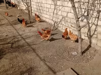 Chickens — 1-сурет
