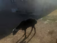 كبش, الأغنام — الصورة 3