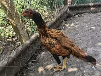 Chickens — Foto 3