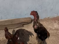 Chickens — 4-rasm