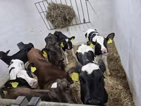 सांड, Russian Black pied cattle — फ़ोटो 1