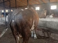 Kuh, Simmental cattle — Foto 2