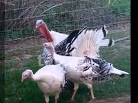 Turkeys — Foto 2
