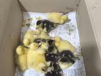 Ducks — 6-сурет