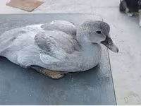 Ducks — الصورة 7