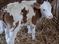 Bull, Simmental cattle — photo 4