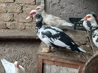 Ducks — الصورة 2