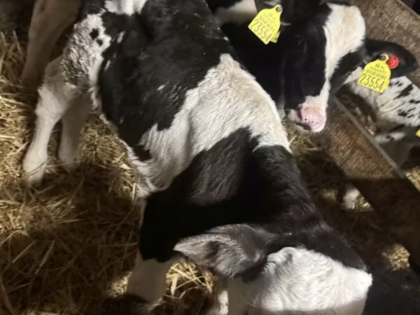 Bulle, Russian Black pied cattle