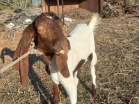 Dişi keçi, Kamori goats — foto 1