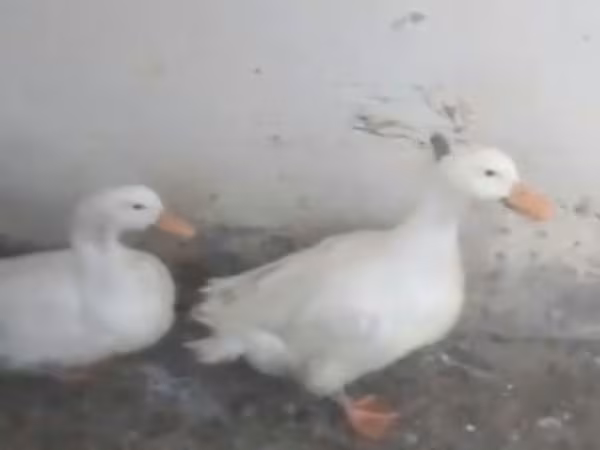 क्रेस्टेड