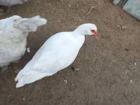 Ducks — 3-rasm