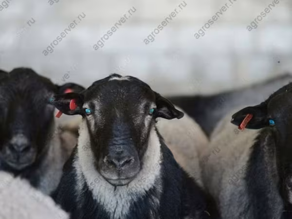 Carnero, Dorper sheep