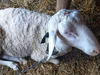 Qoʻchqor, Awassi sheep — 3-rasm