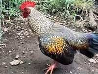 Chickens — foto 2