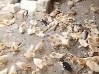 Ducks — Foto 1