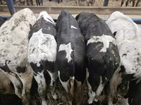 Bulle, Russian Black pied cattle — Foto 2