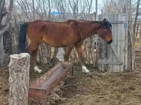 Stute, Kazakh horse — Foto 5