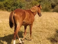 Caballo, Caballos — foto 3