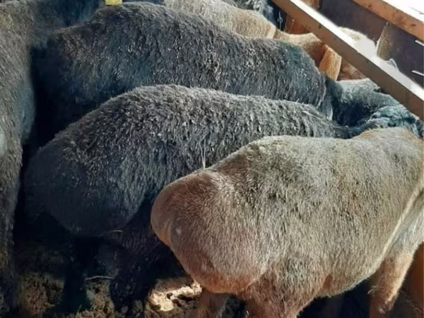 Carnero, Ovejas