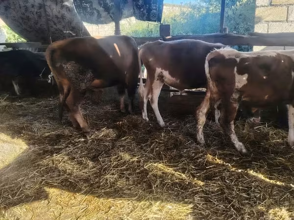 Kuh, Simmental cattle