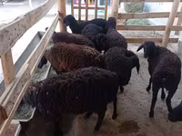 نعجة, Tajik sheep — الصورة 2
