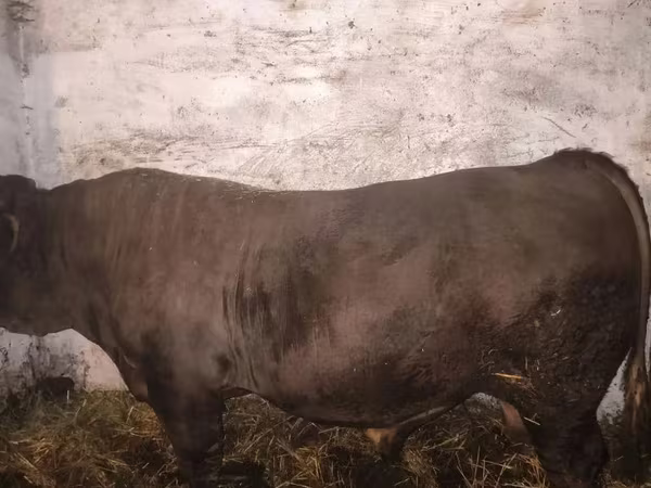 Toro, Charolais cattle