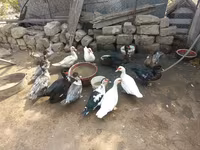 Ducks — Foto 2