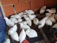 टेक्सास ए एंड एम — फ़ोटो 5