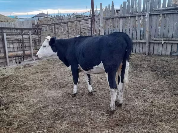 Kuh, Russian Black pied cattle