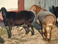 Widder, Tian-Shan semifinewool sheep — Foto 1
