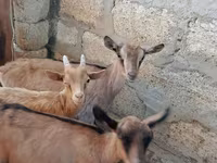 Ziege, Saanen goat — Foto 1