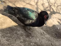 Ducks — الصورة 4