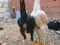 Chickens — 3-сурет