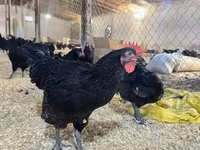 Australorp — foto 1