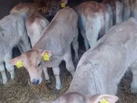 Buğa, Simmental cattle — foto 8
