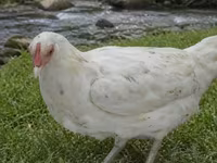 Chickens — photo 5