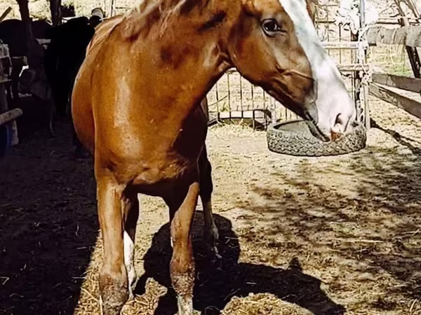 Hengst, Russian Don