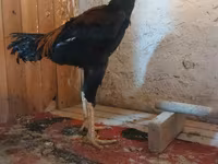 Chickens — 4-сурет
