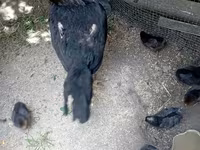 Chickens — الصورة 1