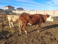 母牛, Latvian Blue cattle — 照片 2