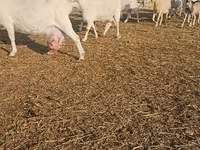 Ziege, Saanen goat — Foto 5