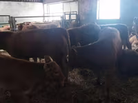 Kuh, Simmental cattle — Foto 2