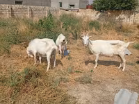 Коза, Saanen goat — фото 6