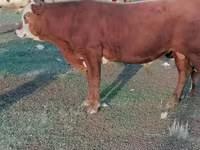 Bull, Simmental cattle — photo 3