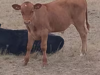 Bulle, Swiss cattle — Foto 4