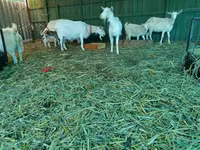 母山羊, Pomellata goat — 照片 6