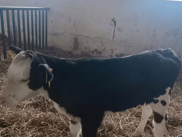Сиыр, Simmental cattle