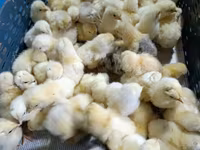 Chickens — foto 3