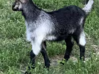 تيس, Alpine goat — الصورة 4