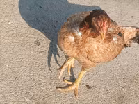 Chickens — फ़ोटो 6